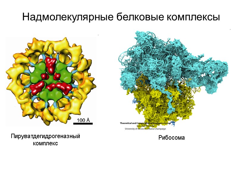 Надмолекулярные белковые комплексы Пируватдегидрогеназный комплекс Рибосома